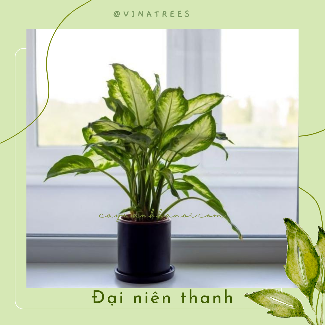 Cây Đại Niên Thanh _Vinatrees